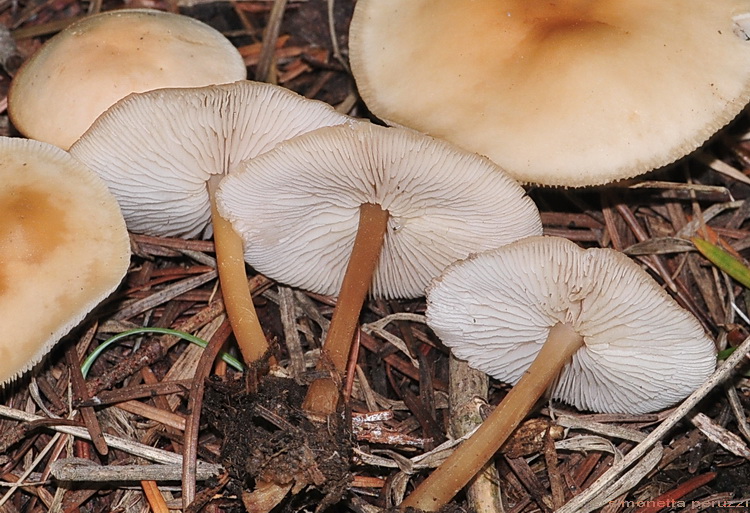 Collybia sp..... (cfr. Gymnopus aquosus)